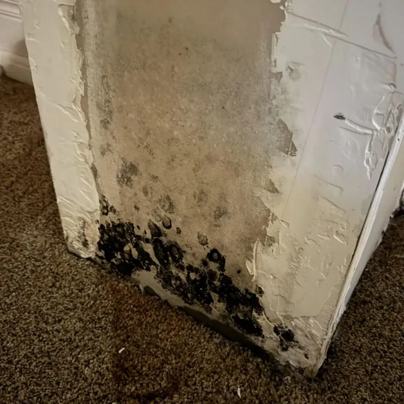 Professional Mold Removal in Gove, KS